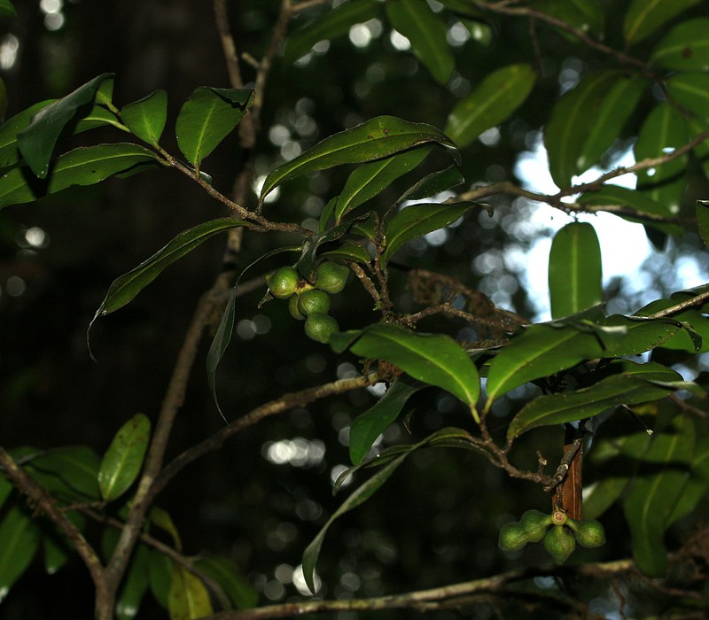 Meiogyne punctulata photo 3