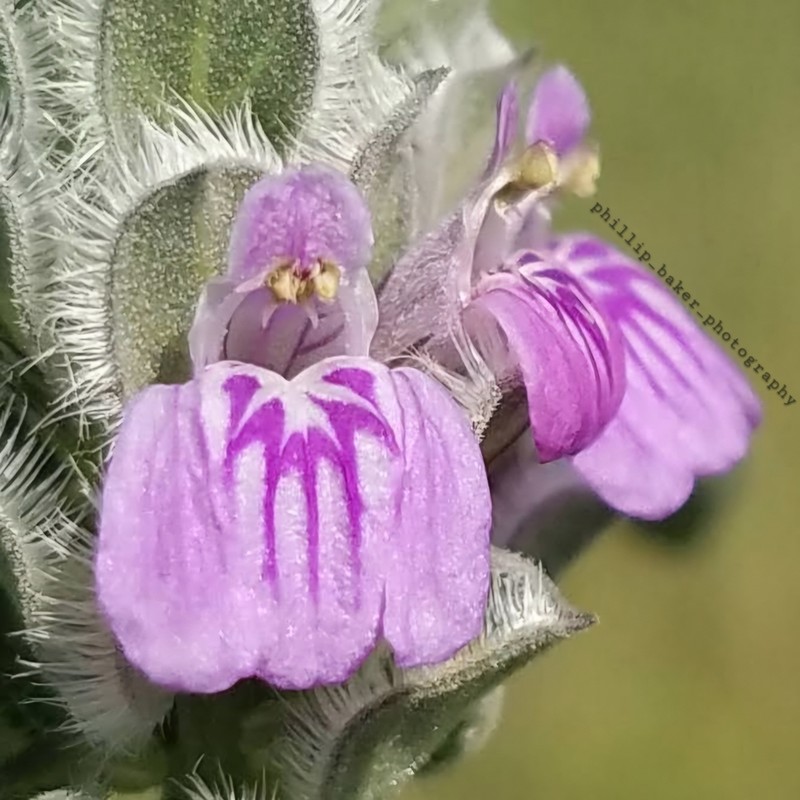 Meiosperma bracteatum