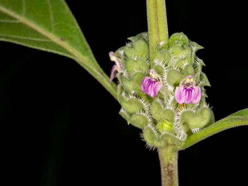 Meiosperma bracteatum photo 2