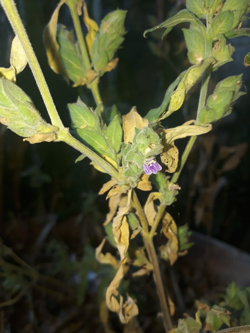 Meiosperma bracteatum photo 4