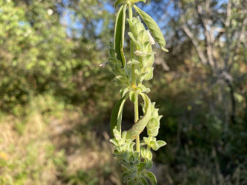 Meiosperma bracteatum photo 6
