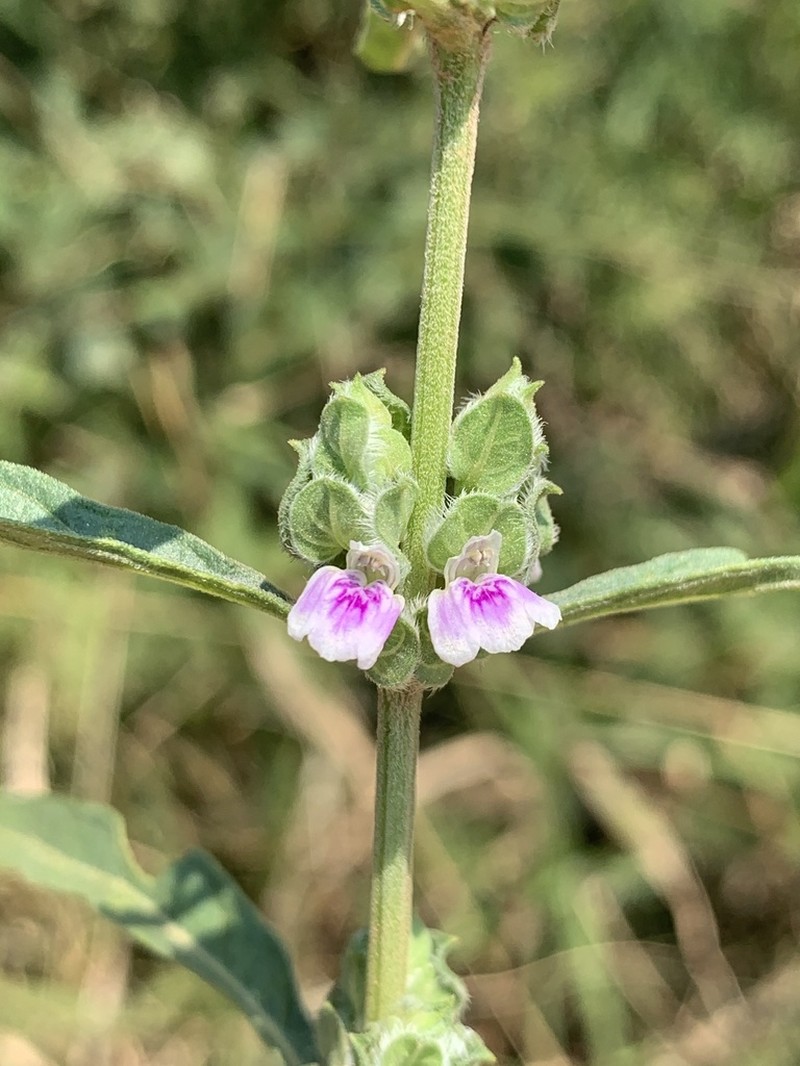 Meiosperma bracteatum photo 7