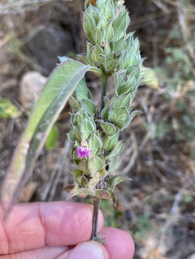Meiosperma bracteatum photo 8