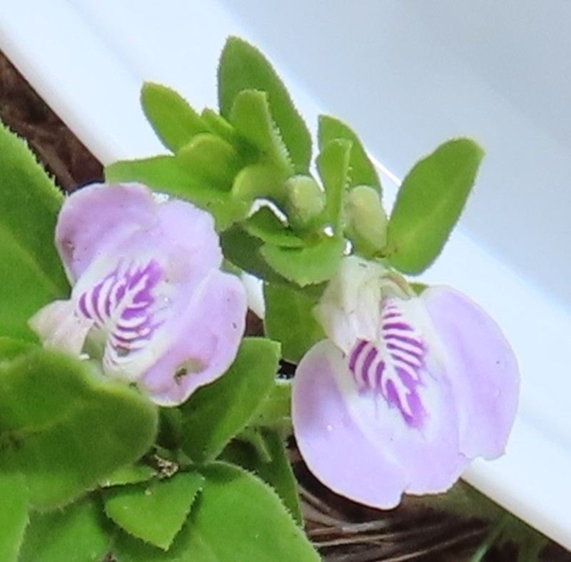 Meiosperma debile