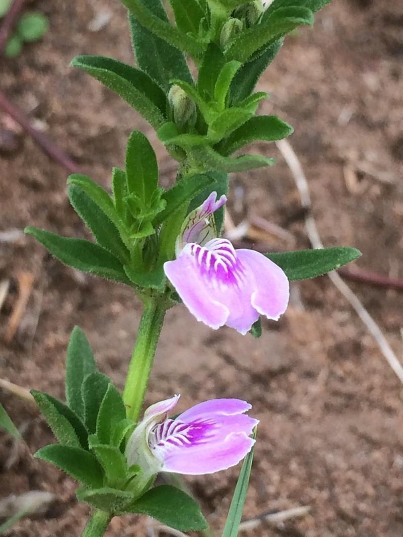 Meiosperma debile photo 2