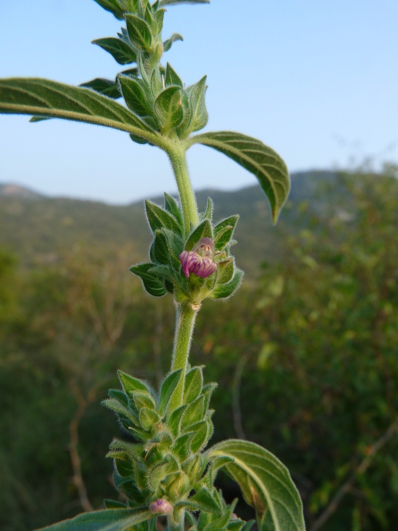 Meiosperma debile photo 3