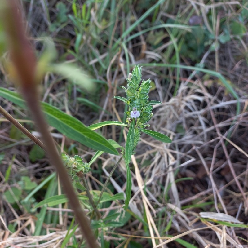 Meiosperma debile photo 4