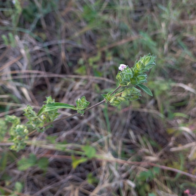 Meiosperma debile photo 5