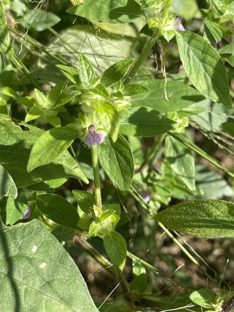 Meiosperma debile photo 6