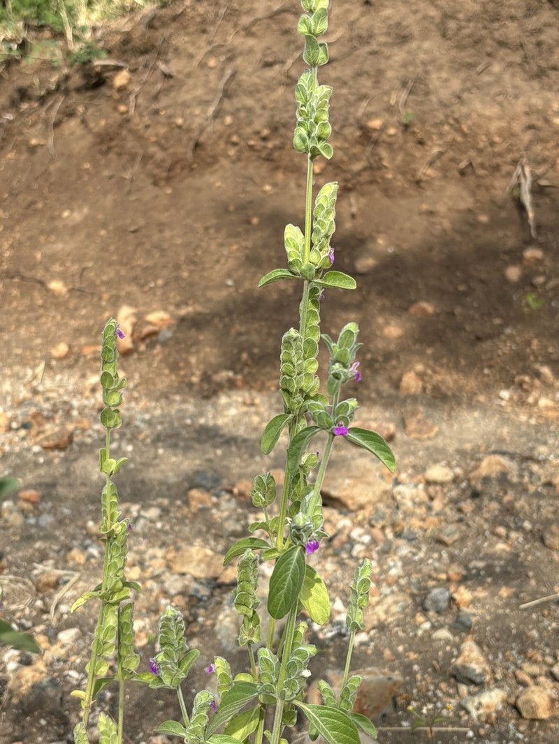 Meiosperma debile photo 7