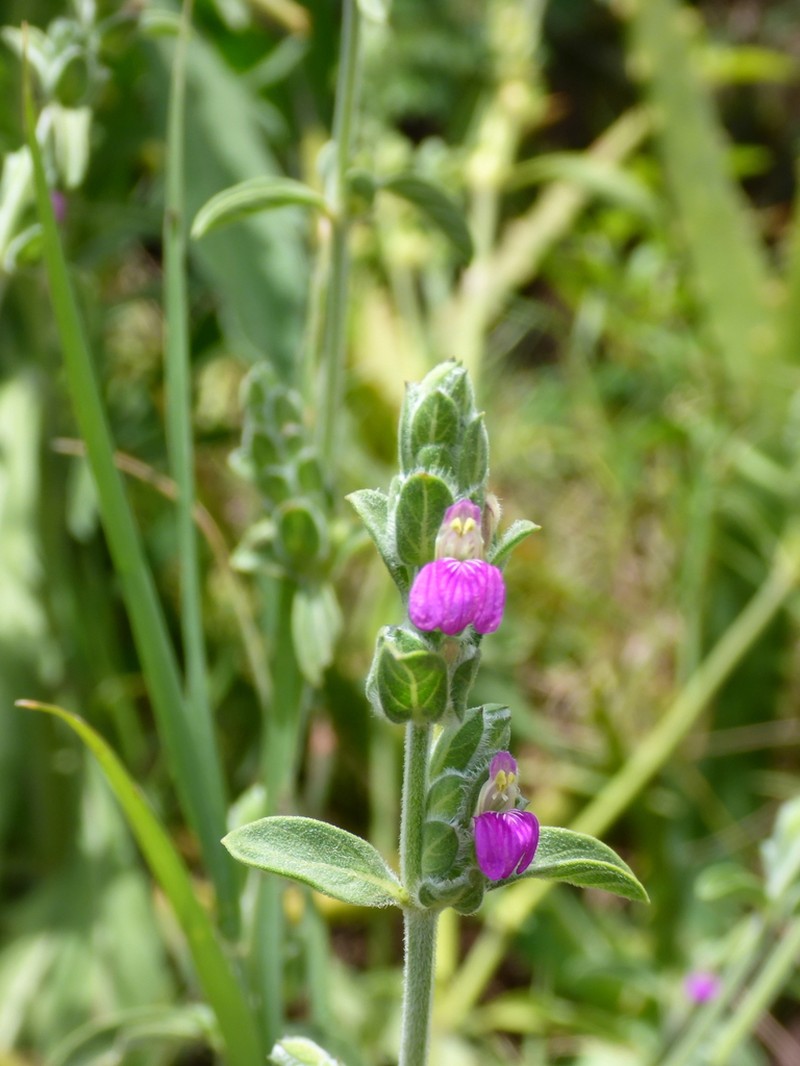 Meiosperma debile photo 8