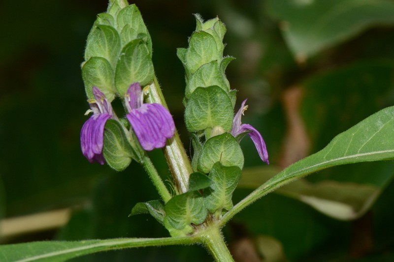 Meiosperma eminii