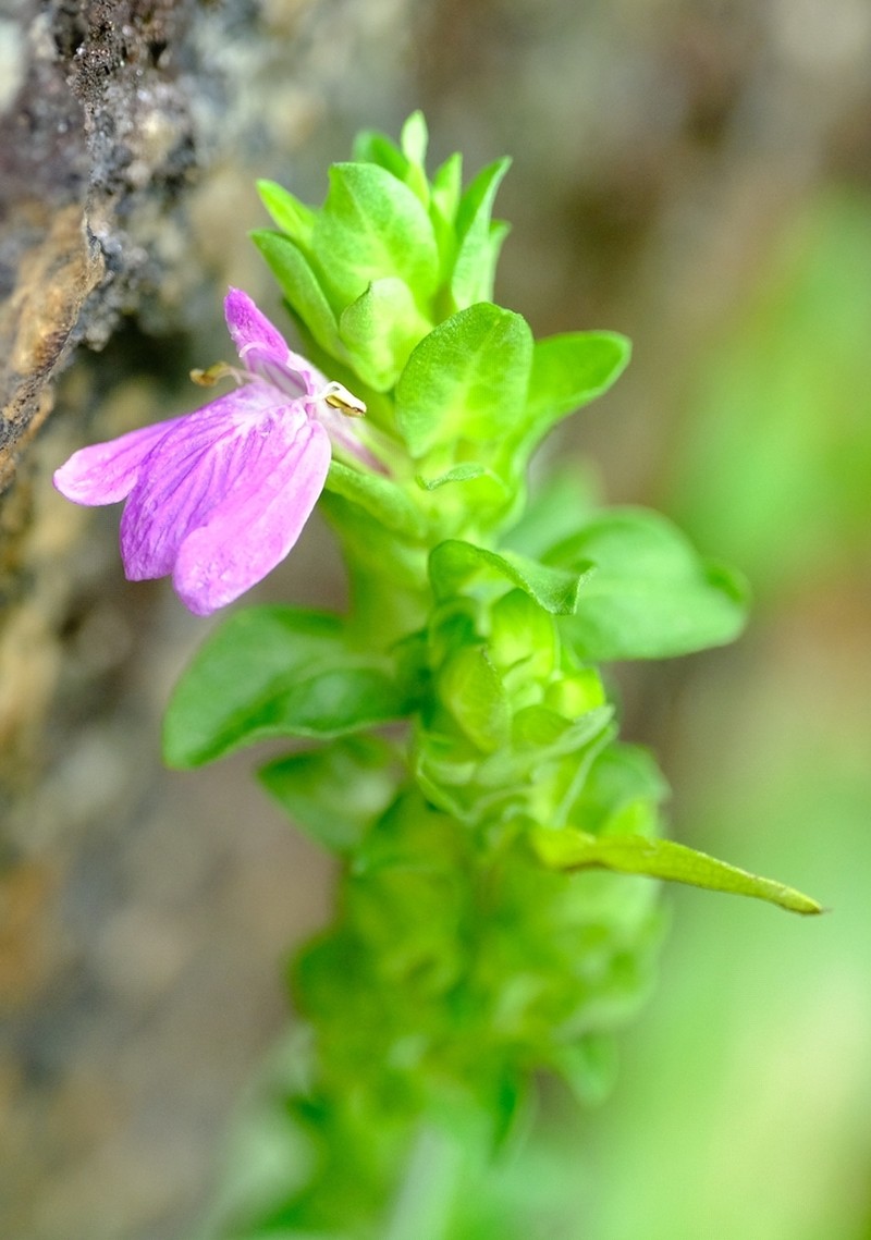 Meiosperma eminii photo 2
