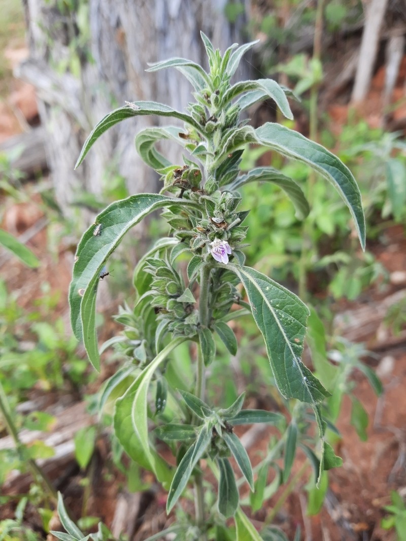 Meiosperma monechmoides