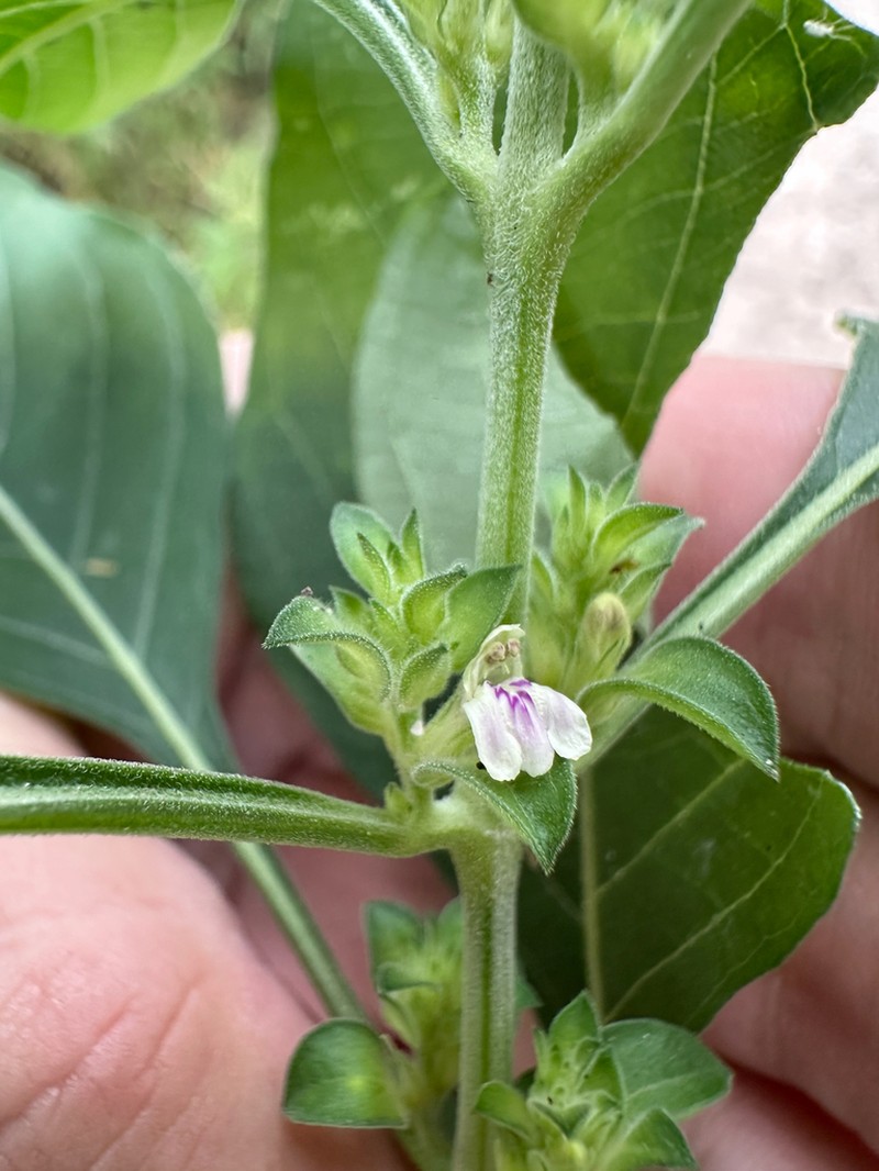 Meiosperma monechmoides photo 2