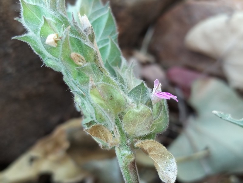 Meiosperma monechmoides photo 3
