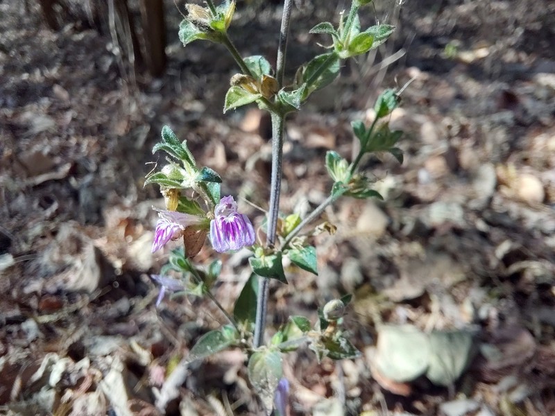 Meiosperma monechmoides photo 4