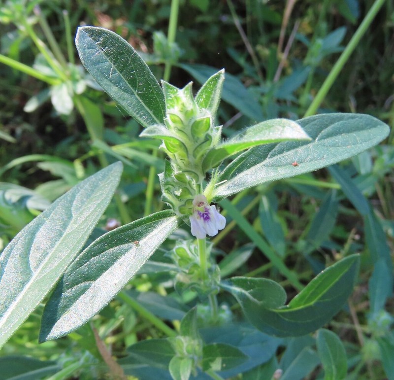 Meiosperma monechmoides photo 6