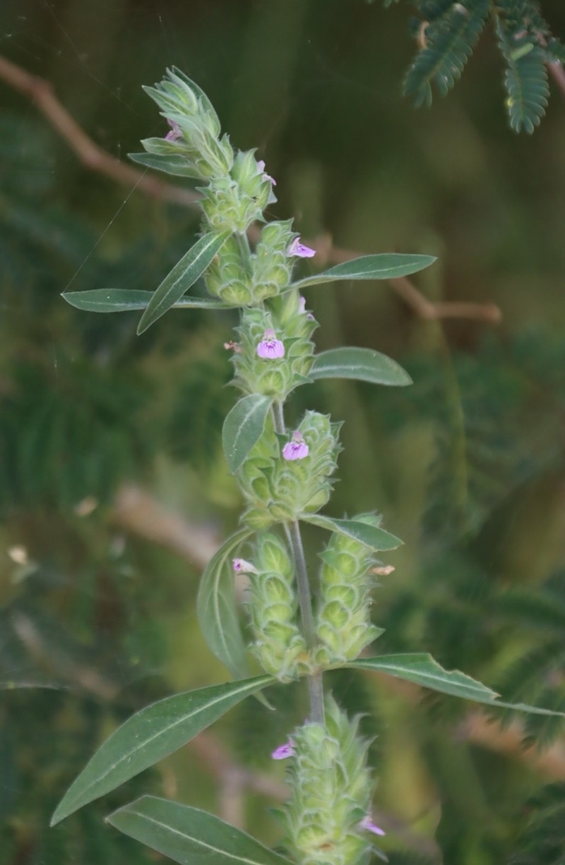Meiosperma monechmoides photo 7