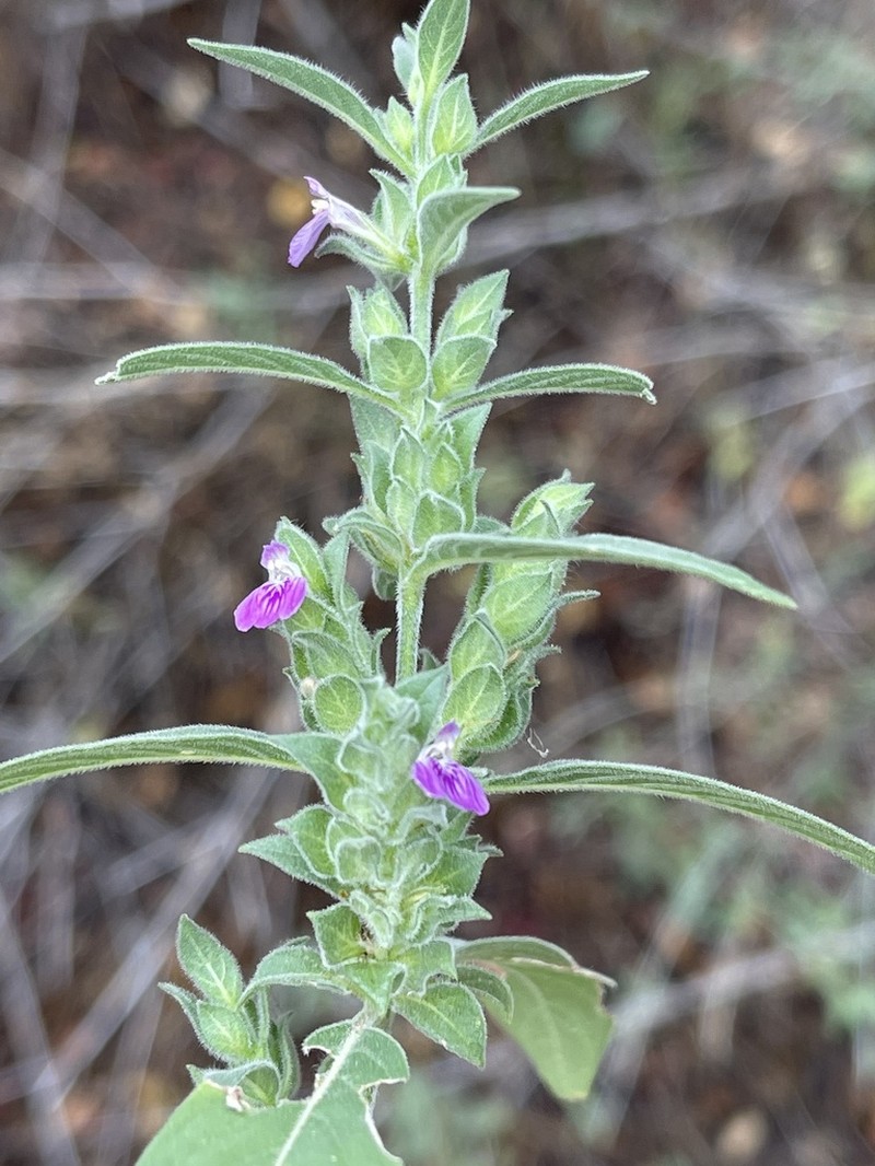 Meiosperma monechmoides photo 8