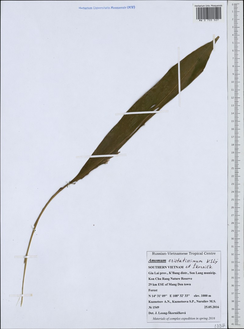 Meistera cristatissima