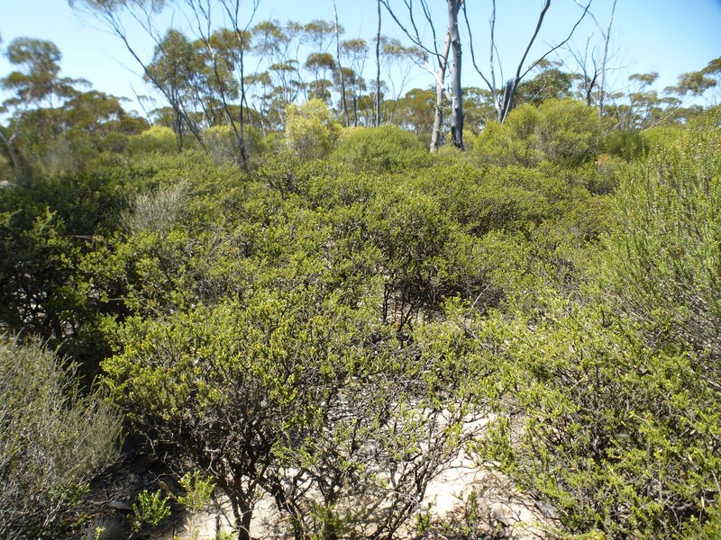 Melaleuca adnata