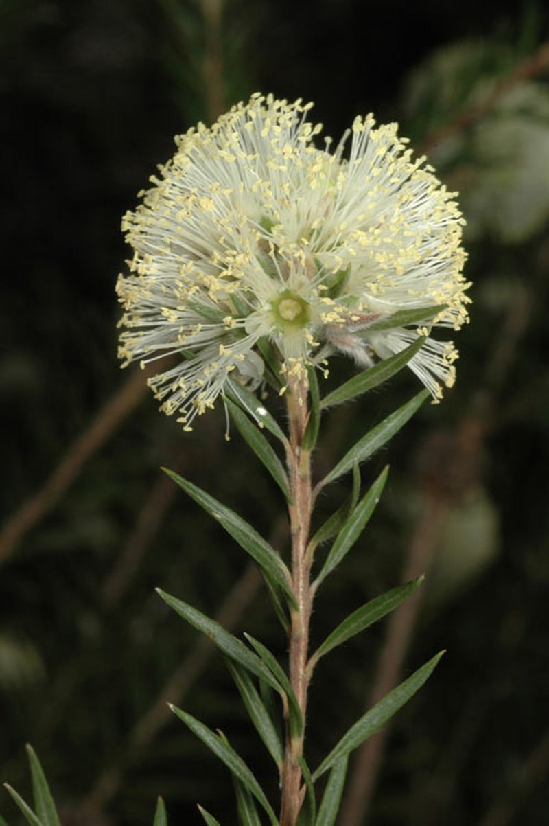 Melaleuca capitata