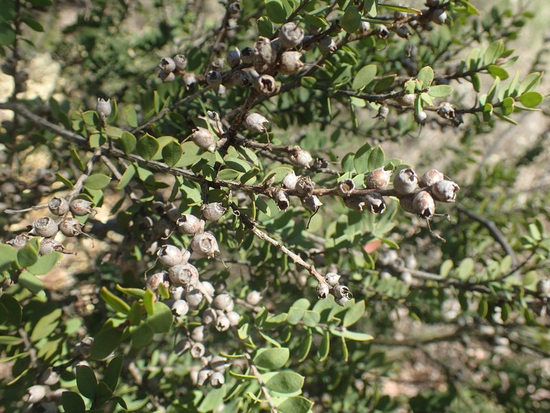 Melaleuca cheelii