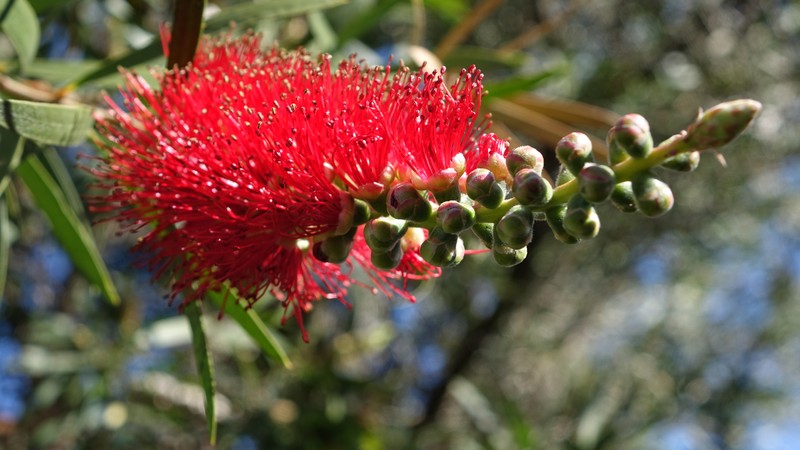 Crimson Bottlebrush photo 4