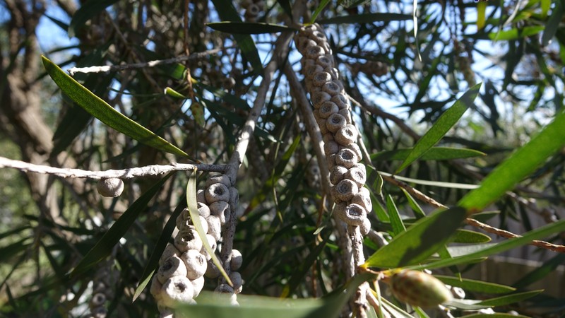 Crimson Bottlebrush photo 5