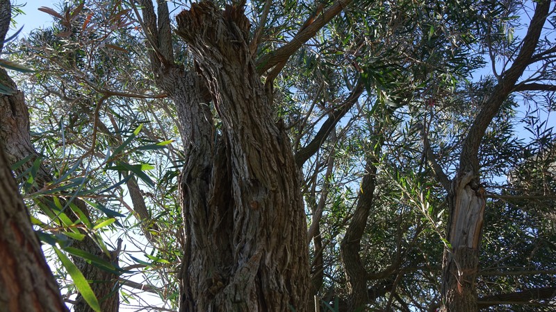 Crimson Bottlebrush photo 6