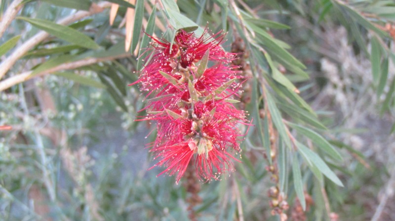 Crimson Bottlebrush photo 7