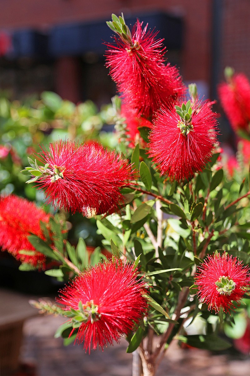 Crimson Bottlebrush photo 8
