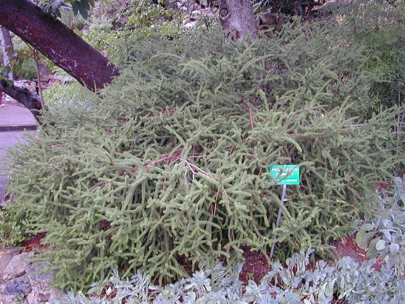 Dotted Melaleuca