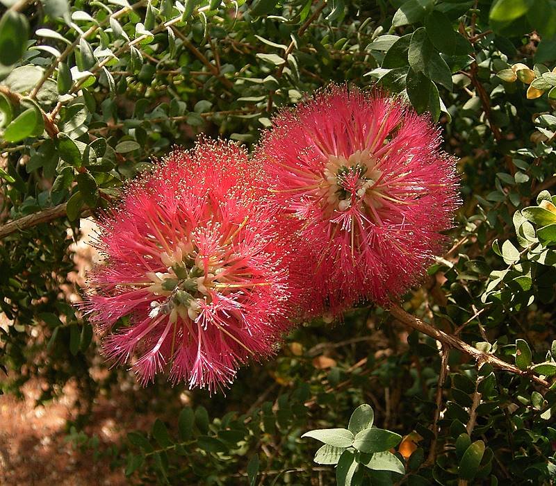 Melaleuca elliptica