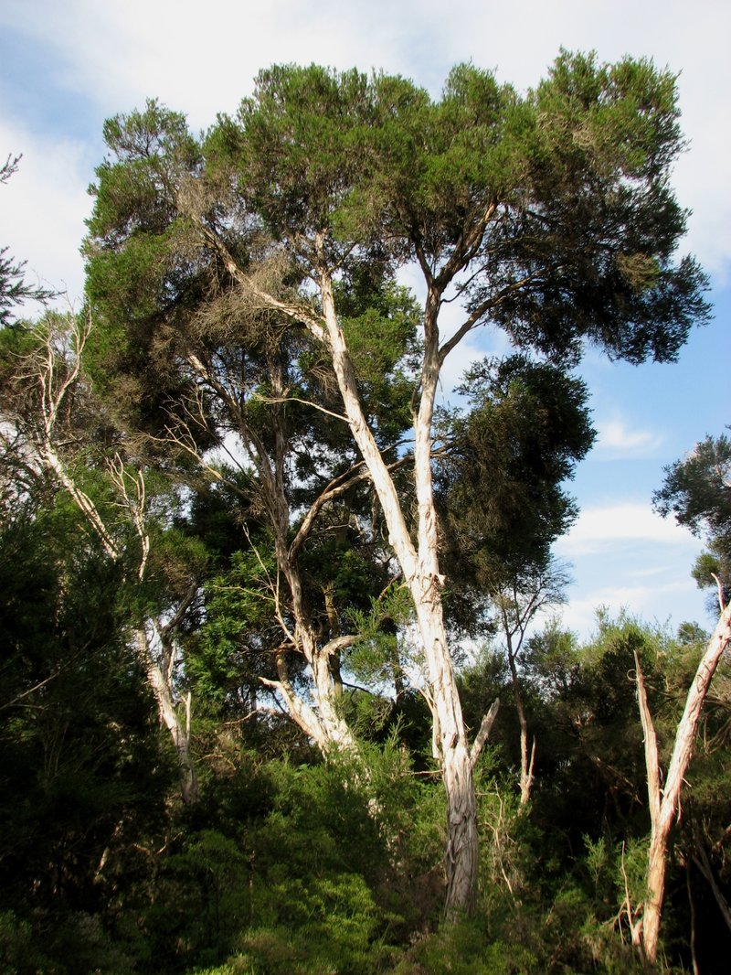 Swamp Paperbark