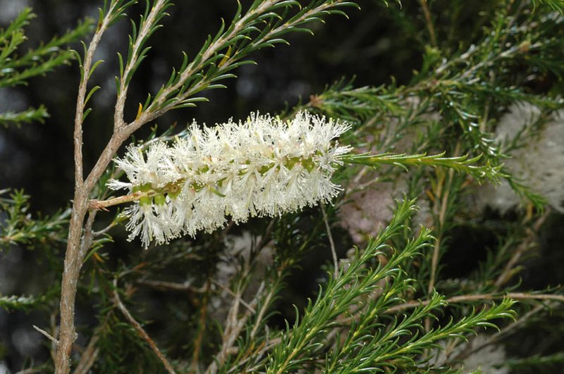 Melaleuca hamulosa