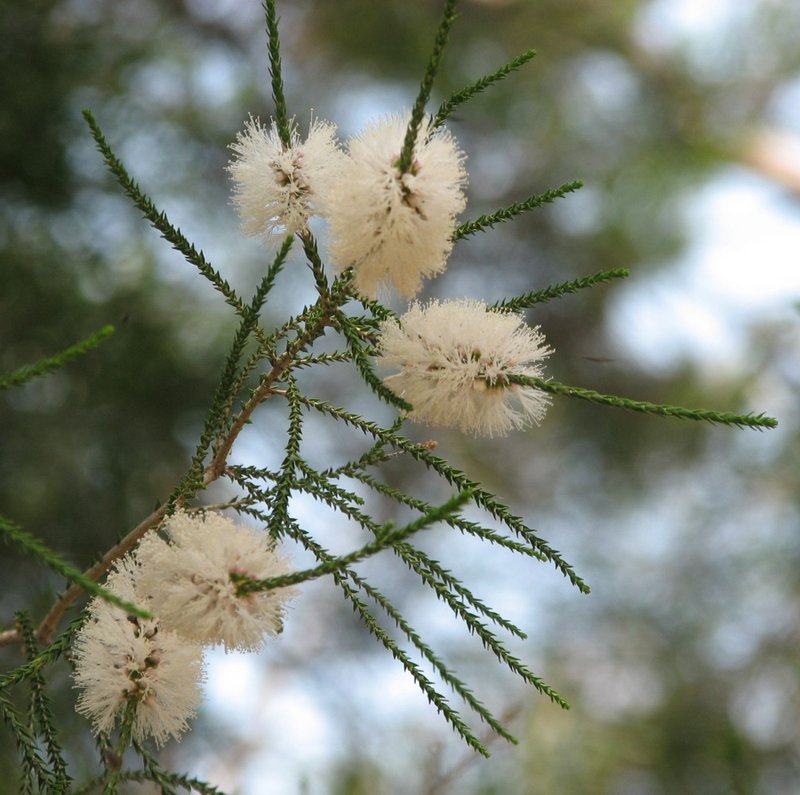 Chenille Honeymyrtle