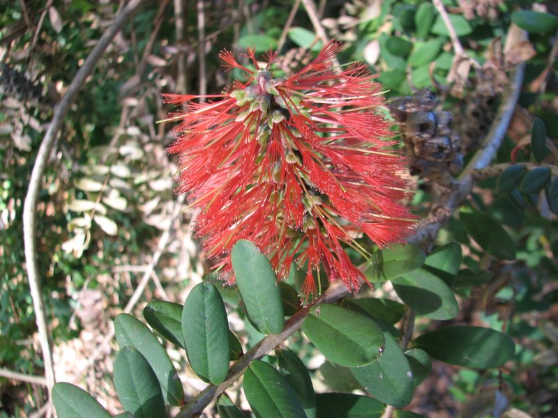 Melaleuca hypericifolia