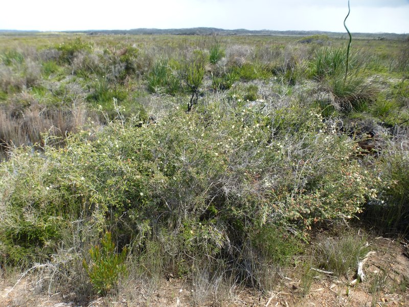 Gray Honeymyrtle