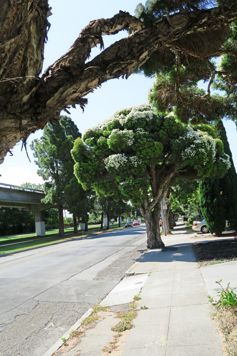 Cajeput Tree photo 2