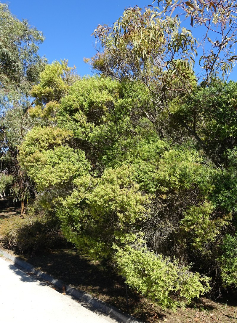 Cajeput Tree photo 3