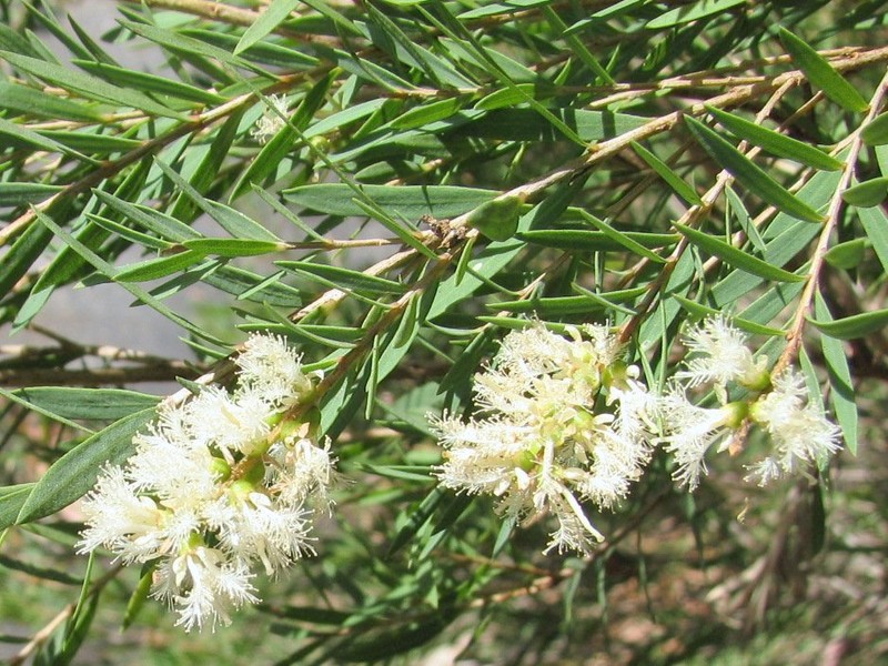 Cajeput Tree