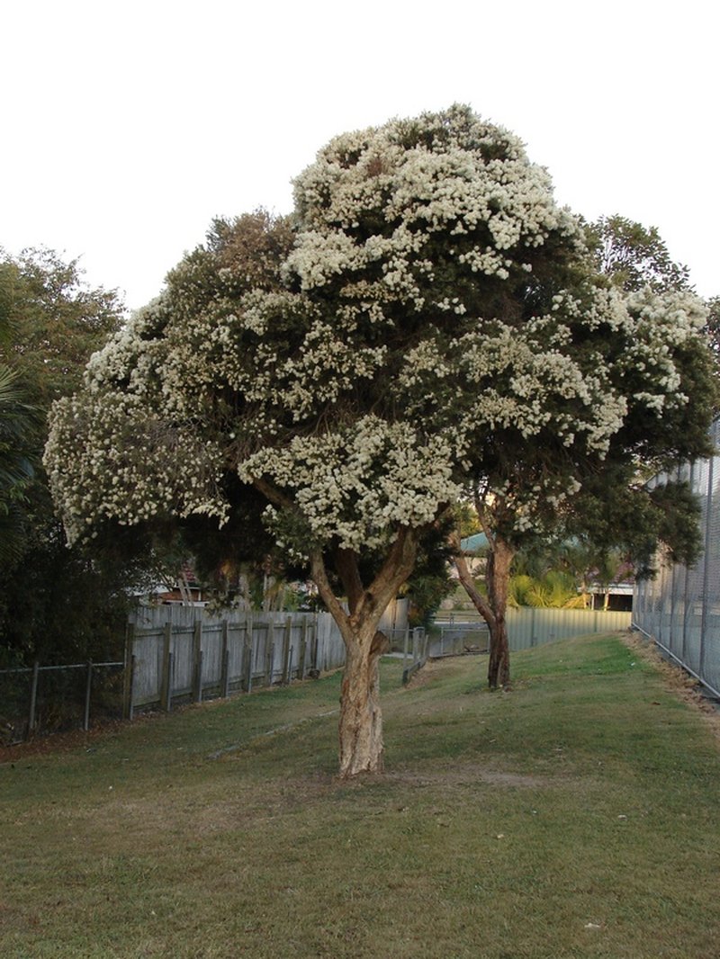 Cajeput Tree photo 5