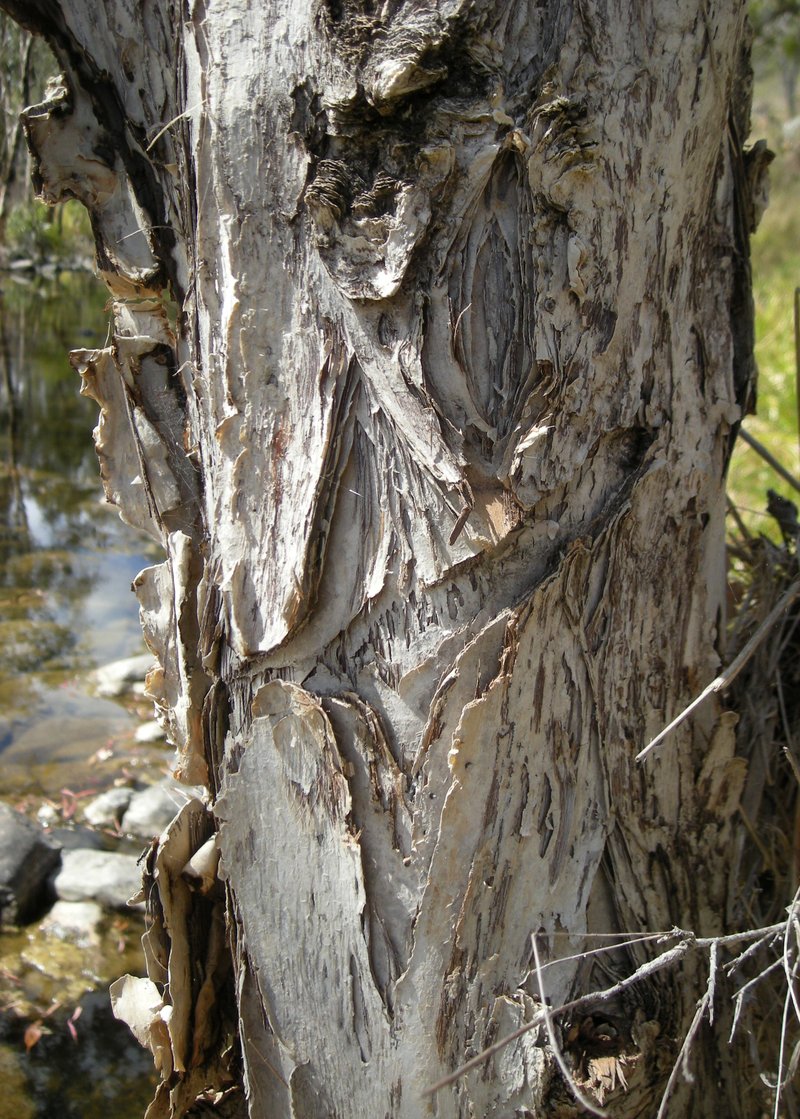 Cajeput Tree photo 6