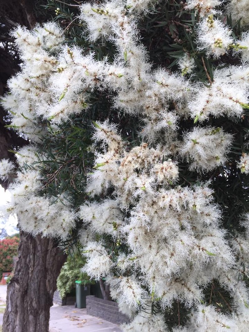 Cajeput Tree photo 8