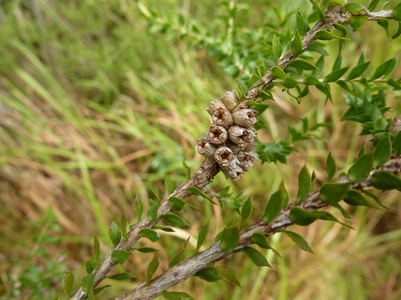 Melaleuca lophocoracorum
