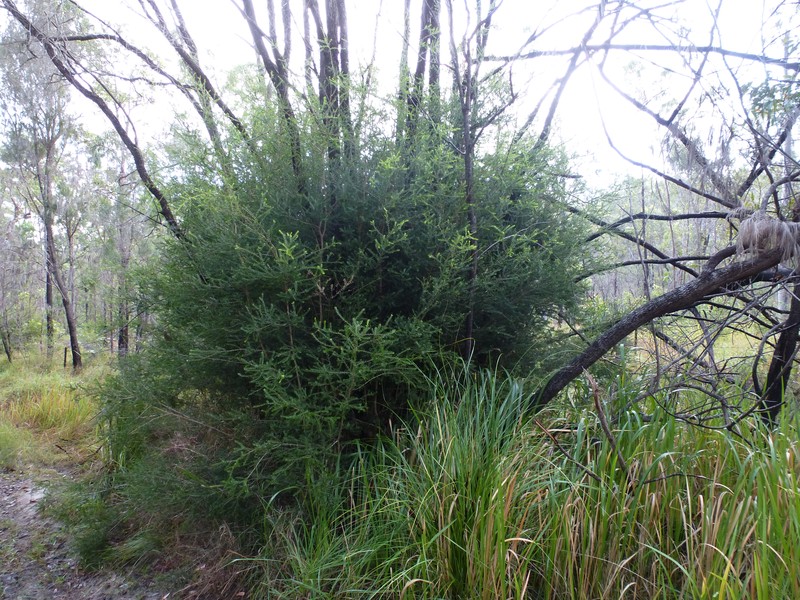 Melaleuca lophocoracorum photo 2