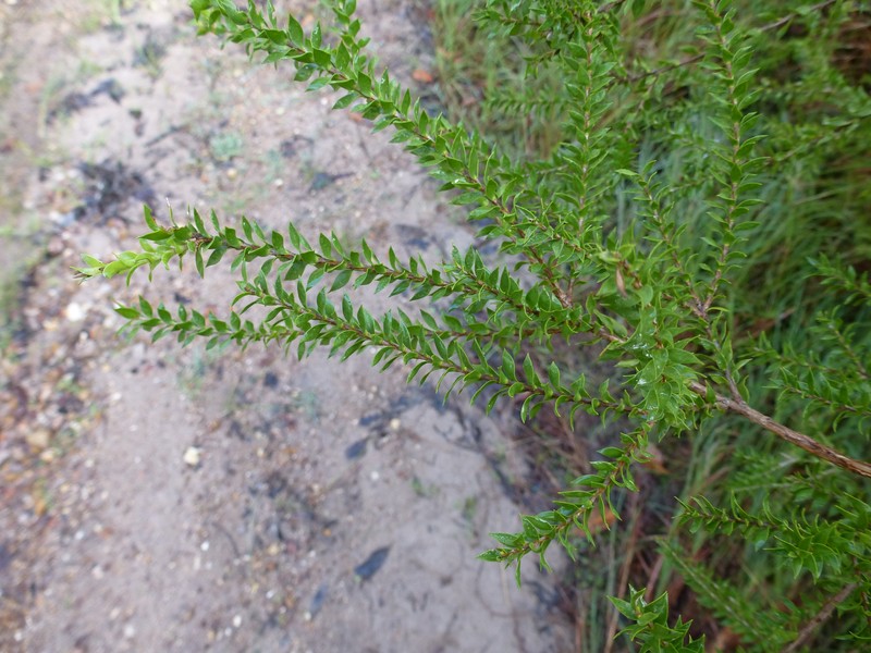 Melaleuca lophocoracorum photo 3