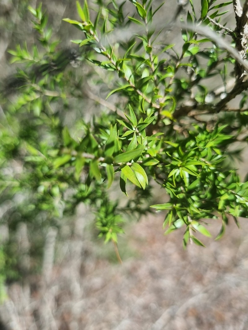 Melaleuca lophocoracorum photo 4